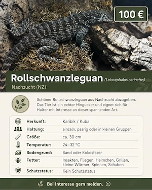 Rollschwanzleguan 0.0.1 Leiocephalus carinatus