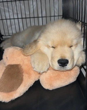    Wunderschöner Golden-Retriever-Welpe sucht ein liebevolles Zuhause