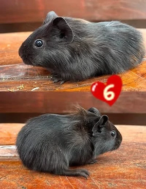 Meerschweinchen Baby Mädel