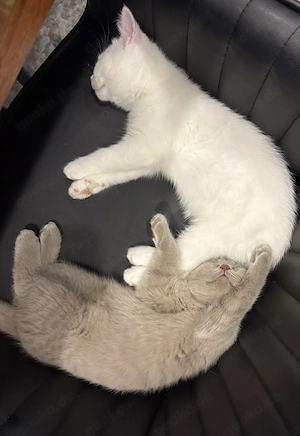 Zwei wunderschöne BKH Kitten-Geschwister suchen gemeinsam ihr Für-immer-Zuhause 