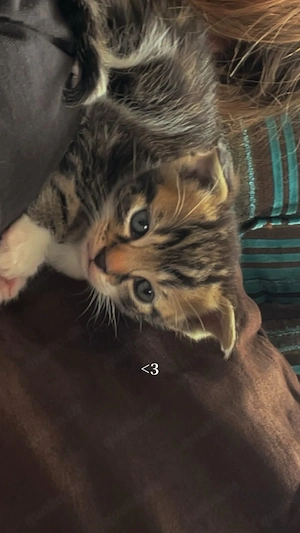 katzenbaby 