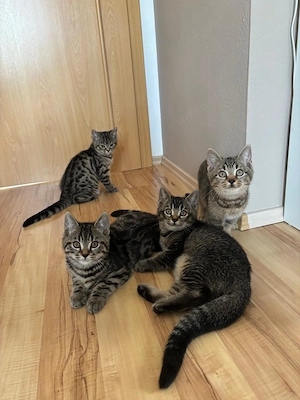 Bengal BKH Mix Kitten,Katzenbabys