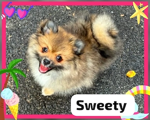 Zwergspitz Pomerania mix 