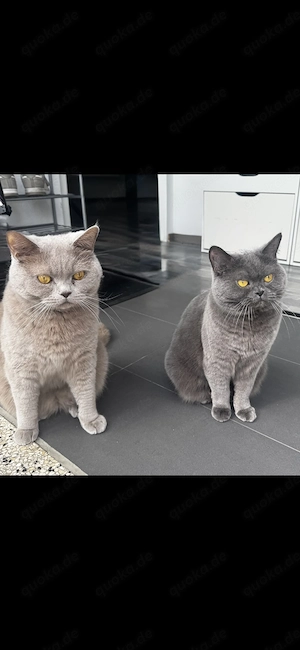 BKH Katzen Reinrassig mit Stammbaum 