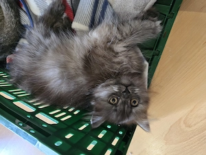 Britische langhaar kitten