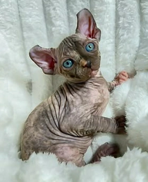 Sphynx-Kätzchen