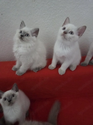BKH BLH Kitten geimpft abgabebereit
