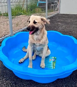 Celia, junge Hundedame sucht ihr Für-immer-Zuhause