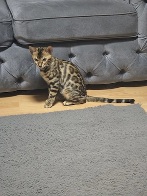 Bengal Kitten 