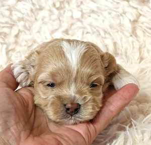 Maltipoo Welpen suchen ein liebevolles Zuhause