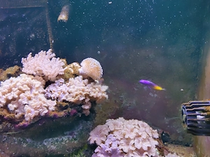 Feenbarsch, Lederkorallen, Zubehör für Meerwasseraquarium 