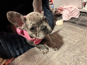 Französische Bulldogge 