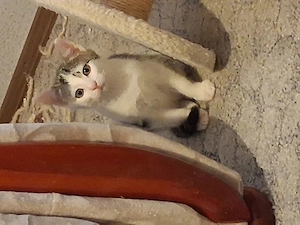 Kitten in liebevolle Hände abzugeben 