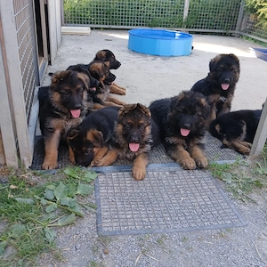 Schäferhundewelpen schwarz-braun mit Papieren 
