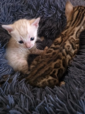 Bengal Kitten W M. Stammbaum Eltern 10 Tests Kitten