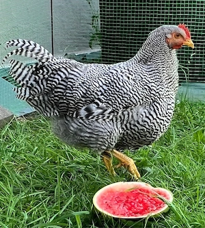Schöner Amrock Hahn