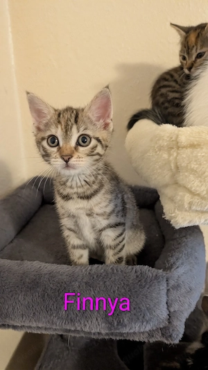 Kitten von Lilly und Finn 