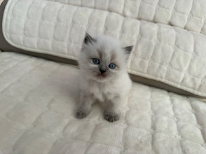 Perserkitten mit Nase