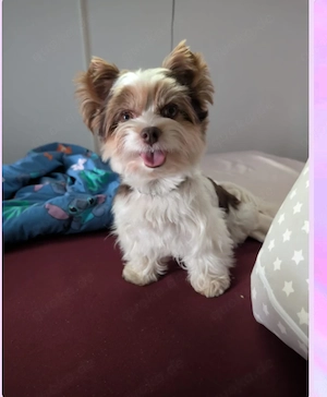 Biro Yorkshire Terrier 