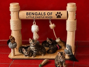 Bengal Kitten