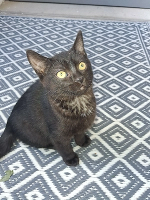 Babykitten