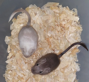 Wüstenrennmäuse, Gerbils, Rennmaus 