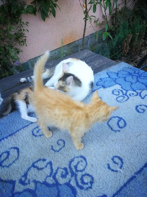 Junge Katzen zu verkaufen