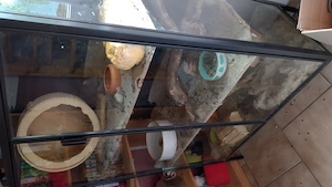 Zwei männliche Degus mit  tollem Käfig aus Glas