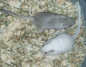 Wüstenrennmäuse, Gerbils, Rennmaus 