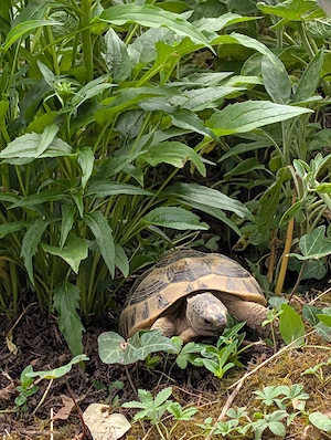 Maurische Landschildkröte abzugeben
