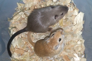 Wüstenrennmäuse, Gerbils, Rennmaus 
