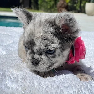 Vier Hündinnen und drei Rüden sind reinrassige Amerikanische Bulldoggen mit Stammbaum.