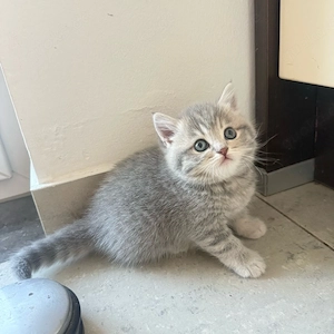 BKH Kitten 