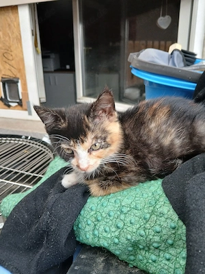 Prinzessin sucht ein neues zuhause 