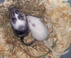 Wüstenrennmäuse, Gerbils, Rennmaus 