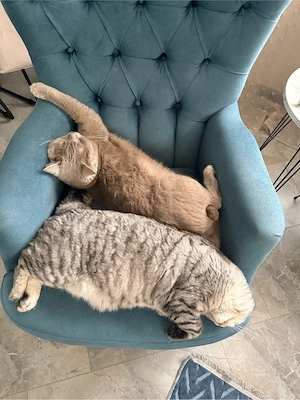 bkh katzen
