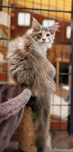 Wunderschönes reinrassiges Maine Coon Mädchen sucht ein liebevolles Zuhause