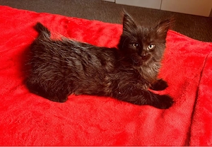 Maine coon mix 