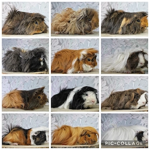 Meerschweinchen Buben zur Abgabe!