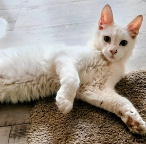 wunderschöne Kater Maine coone mal Türkisch Angora mal Orientale
