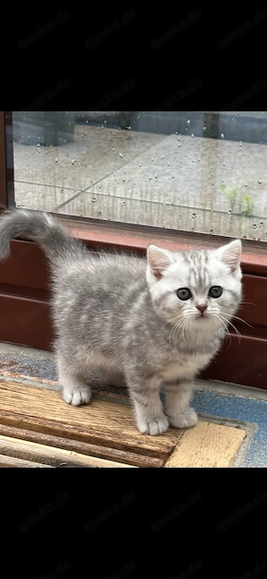 BKH Kitten Britisch Kurzhaar Katze