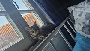 katzen kitten