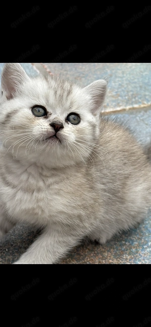 BKH Kitten Britisch Kurzhaar Katze