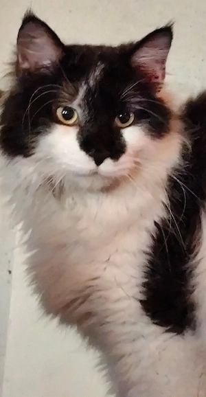 wunderschöne Kater Maine coone mal Türkisch Angora mal Orientale
