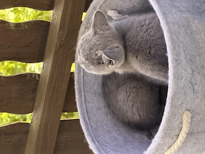 Britisch Kurzhaar (BKH) Kitten zu verkaufen   Reinrassig   