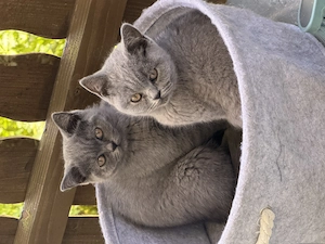 Britisch Kurzhaar (BKH) Kitten zu verkaufen   Reinrassig   