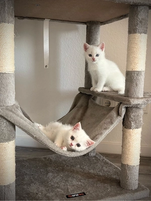 Zuckersüße weiße BKH (Odd Eye) Kitten 