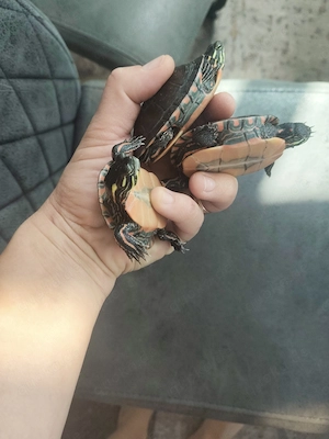 Zierschildkröte geschlüpft Juli 2023 Bild 2