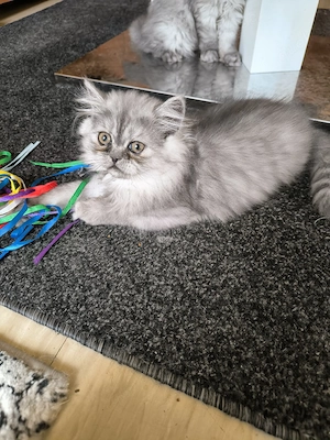 Perser Baby Mädchen