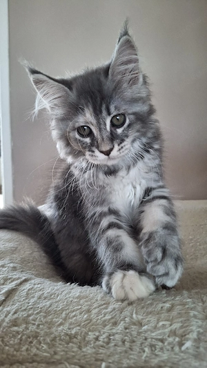 Maine Coon 